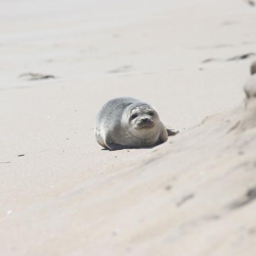 seal on beach.jpg