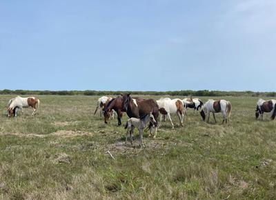 Foal from Chincoteague pony herd