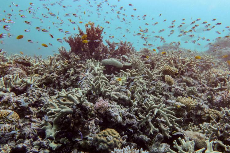 Climate Coral Reefs