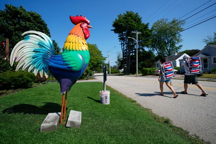 Maine Rooster Fight