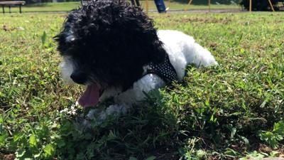 Why Knowing Whether To Adopt Older Or Younger Pets Is Important