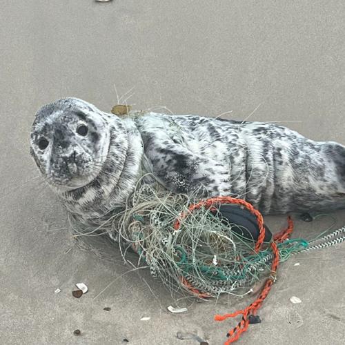Seal caught in twine.jpg