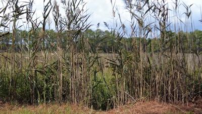 Solutions for invasive grass in South Bethany canals