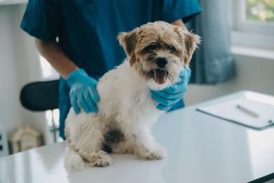Brandywine Valley SPCA Offering Discounted Spay & Neuter
