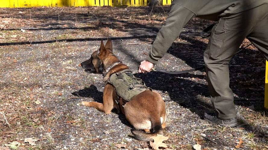 DSP K9 during scent training