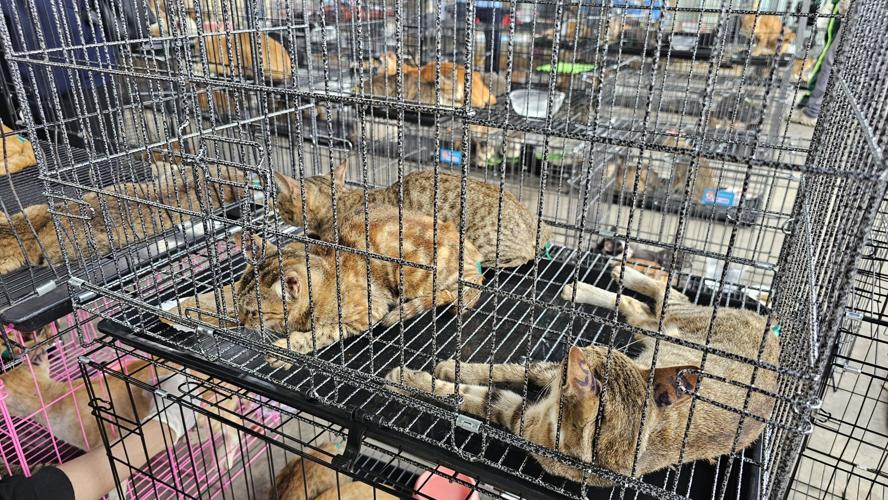 Vietnam Cat Rescue