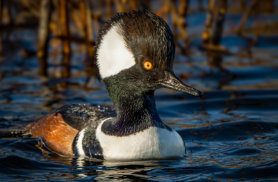 Hooded Merganser in water 
