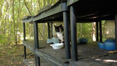 Community members work to rescue cat colony that is being destroyed in Millsboro