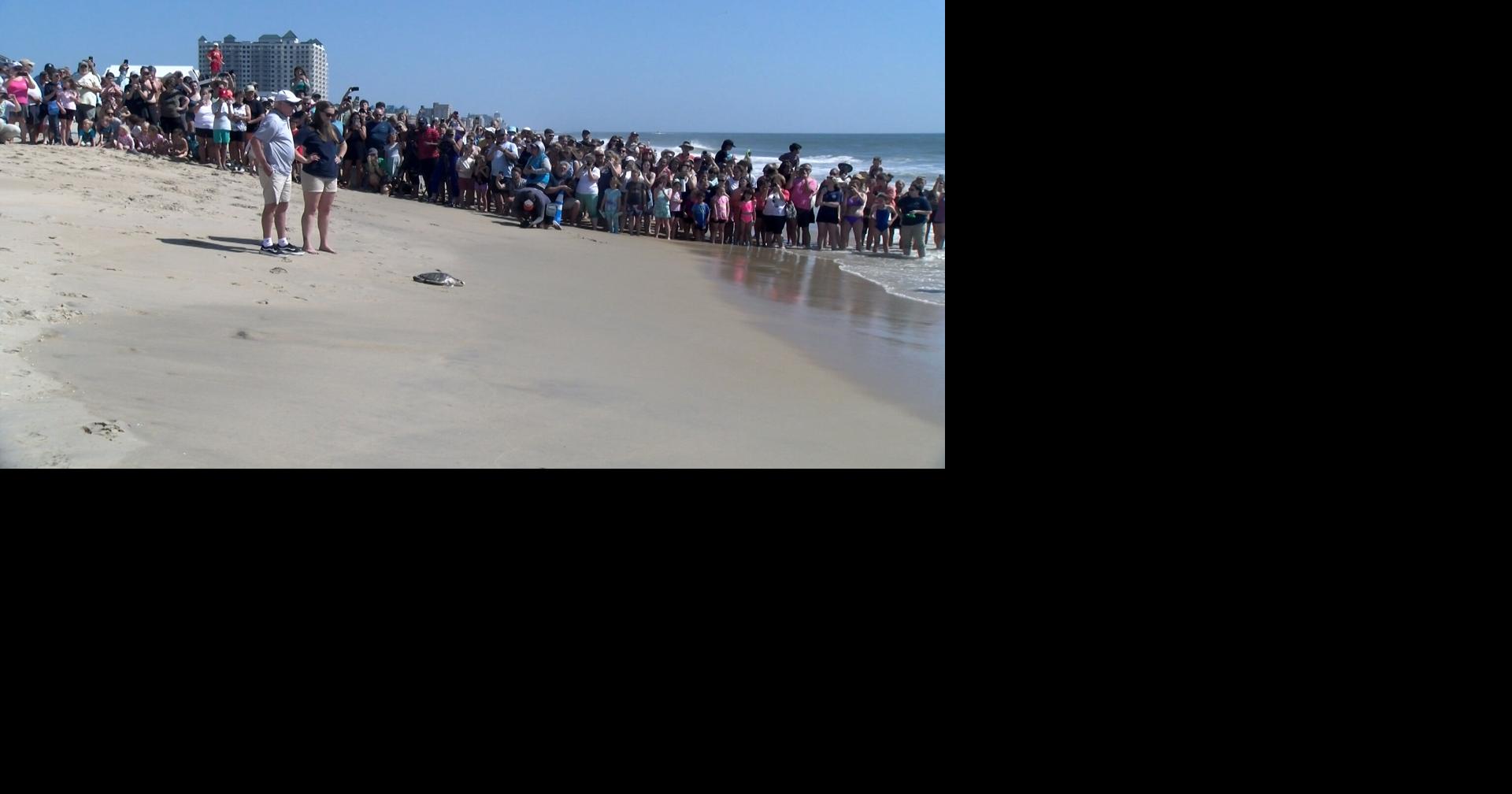 Rehabilitated sea turtles released back into ocean in Ocean City | News ...