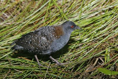 Black Rail Bird
