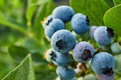 Blueberries