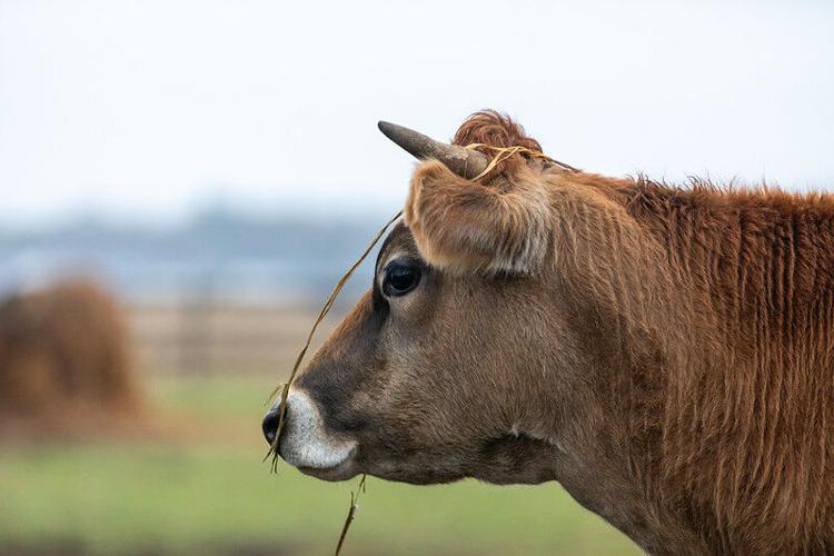 A program for beef cattle producers took place Monday evening and touched on topics like antibiotics, building relationships with veterinarians, and bale grazing. Courtesy Delaware Department of Agriculture.
