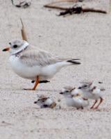 Summer closures at Assateague to protect nesting shorebirds