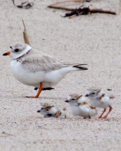 Shorebirds