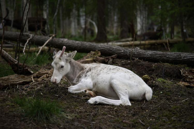 Sweden Climate Reindeer