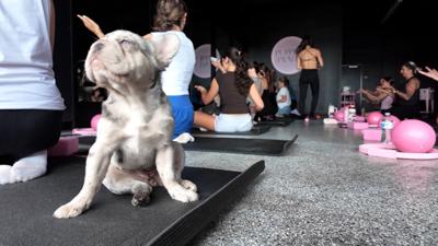 Puppies Pilates