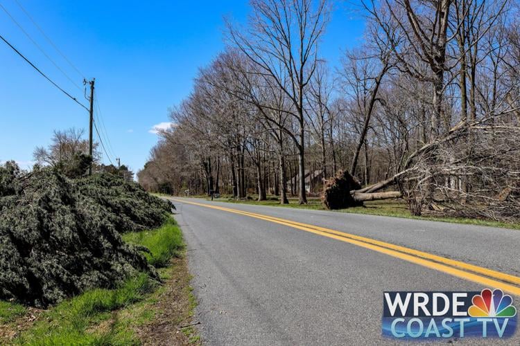 Trees down near a road in western Sussex County.