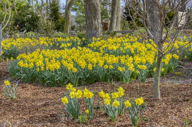Yellow Narcissus (daffodils) in Folly Garden. Courtesy Ray Bojarski.