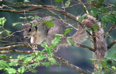 Delmarva Fox Squirrel