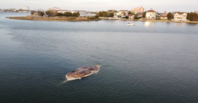 Decomposed whale