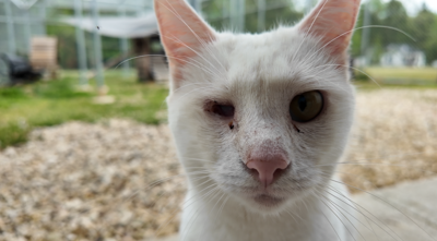 BVSPCA in Georgetown says the work is about more than adoptions.