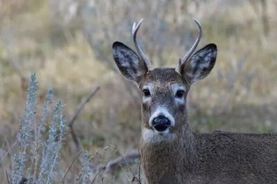 White Tailed-Deer