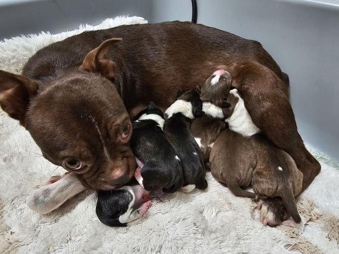 Cocoa and her puppies