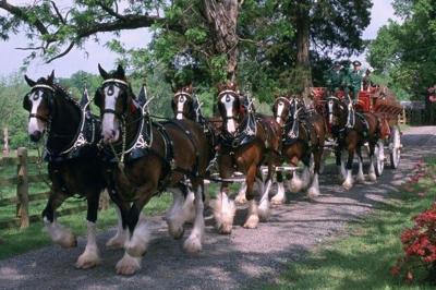 Famous Clydesdale Horses Coming to Dewey Beach