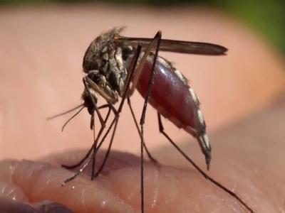 DNREC Begins Spraying For Mosquitoes
