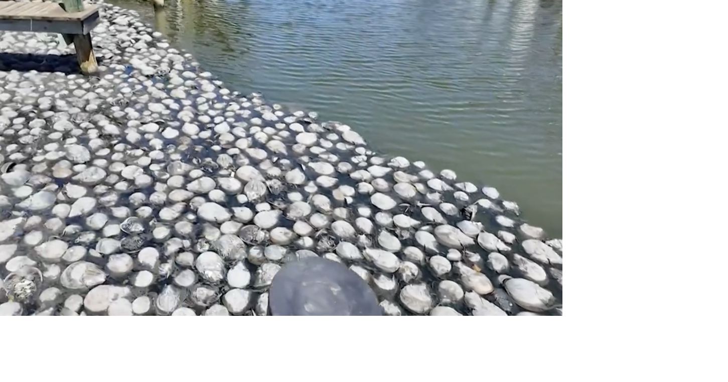 Ocean City crews cleaning dead horseshoe crabs from 94th Street Canal