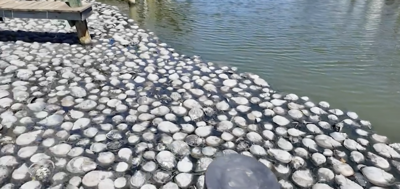 Dead horseshoe crabs