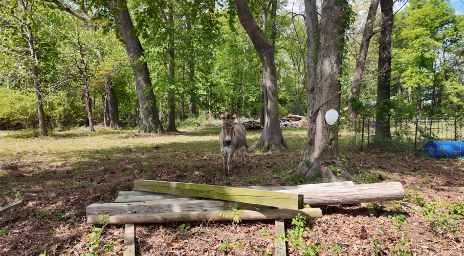 Animals are cooling down in the shade from hot temperatures.