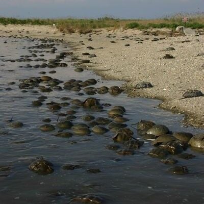 Horseshoe crabs