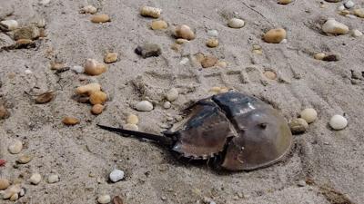 Horseshoe crab