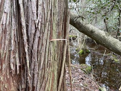 Largest Atlantic White Cedar tree in Delaware