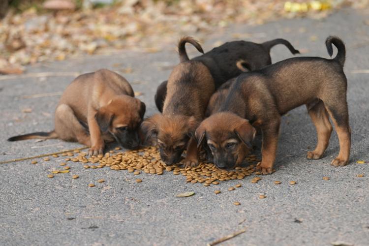 Thailand Village Guards