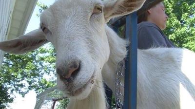 Delmarva Pets: Goats Kid Around Daddy's Money Farm in Milton