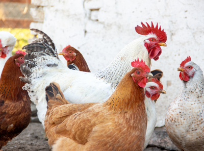 Chickens