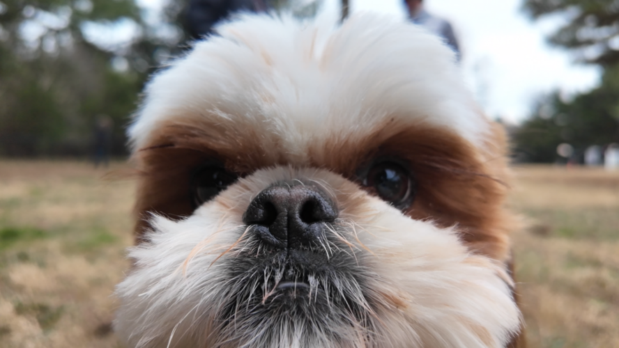 Dog upclose