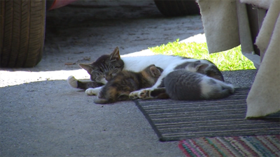 Number of Rabid animals nearly triples in Delaware