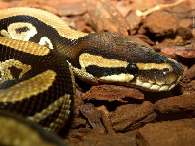 Large Ball Python