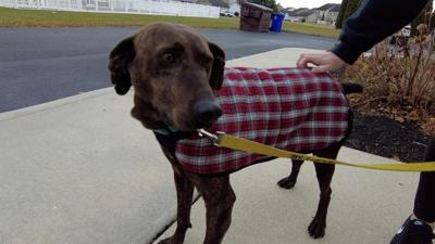 Pet of the Week 12/10/21: Doc of DHA
