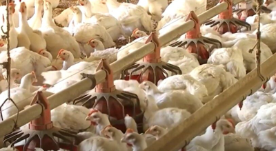 Delaware reports suspected avian flu case in Kent County flock