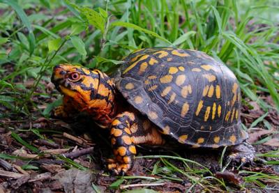 DNREC to host public listening sessions to shape 2025 Delaware Wildlife Action Plan