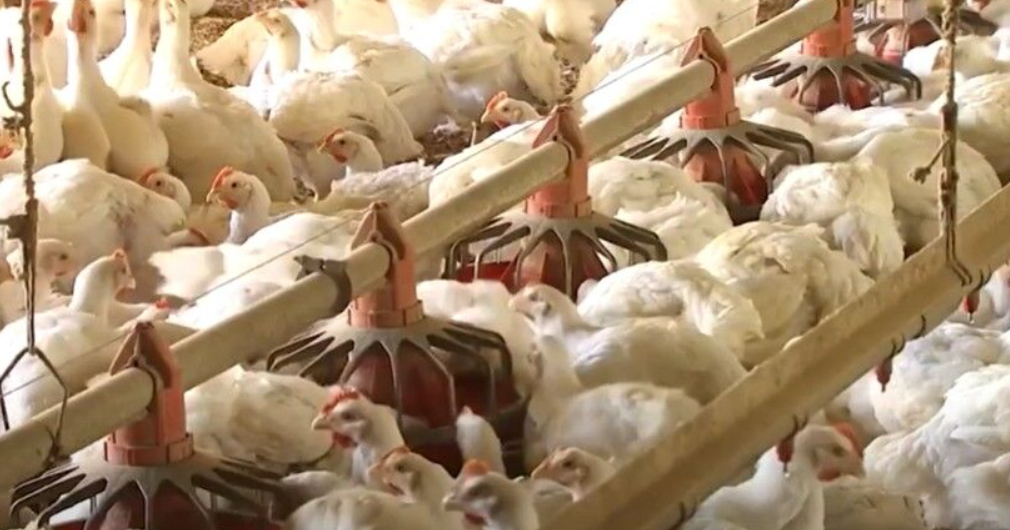 Bird flu case confirmed at Wicomico County poultry farm
