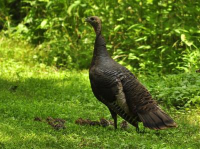 Wild turkey annual survey