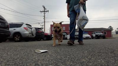 Milford Rescue Dog Lends a Paw to Create a Cleaner Milford