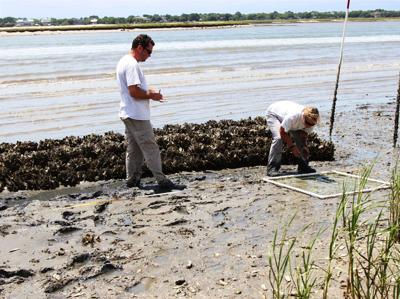 Two people work on constructing a wall of oysters on the shore.