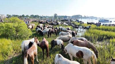 100th annual pony swim