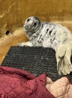 Seal Pup Rescued at Cape Henlopen State Park Over The Weekend